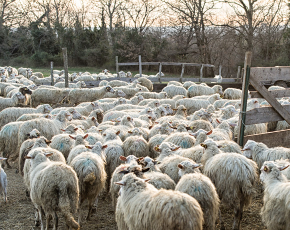 Laboratorio formaggio 28 febbr 2015