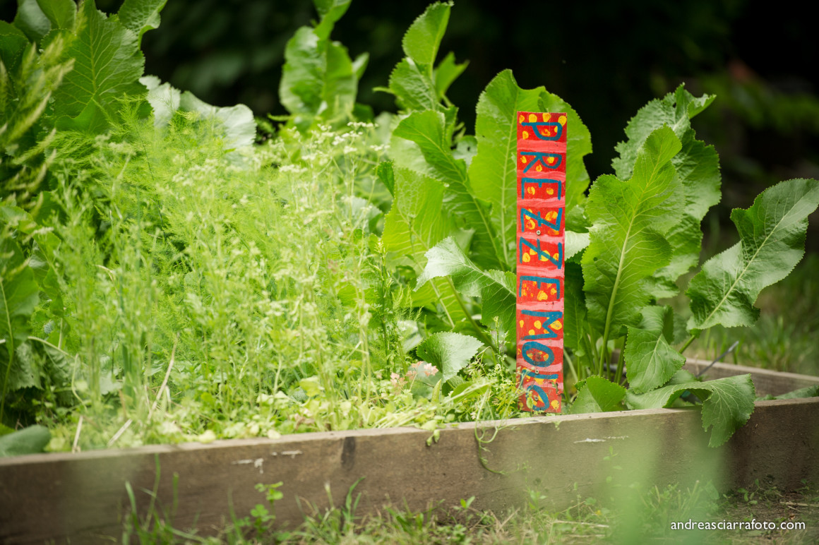 Cultura e alimentazione in orto_Picnic 16 maggio a sostegno di Hortus Urbis (Appia Antica, Roma). Contenuti scientifici dott.ssa Nicoletta Paolillo; sostegno e merenda bio di Eu's il buono fatto bene; foto di Andrea Sciarra (wwwandreascirrafoto.com)