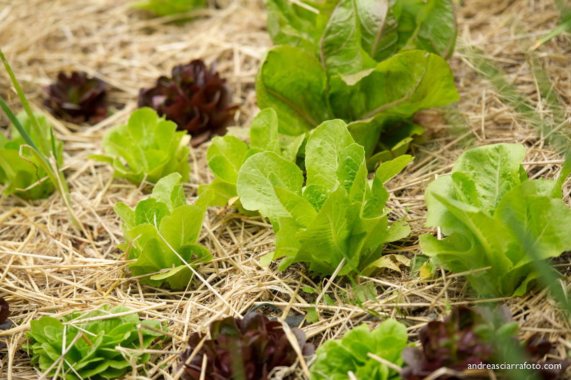 Cultura e alimentazione in orto_Picnic 16 maggio a sostegno di Hortus Urbis (Appia Antica, Roma). Contenuti scientifici dott.ssa Nicoletta Paolillo; sostegno e merenda bio di Eu's il buono fatto bene; foto di Andrea Sciarra (wwwandreascirrafoto.com)