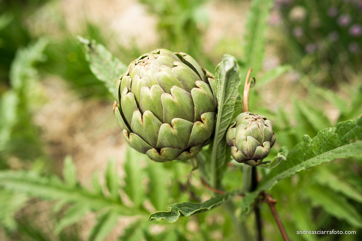 Cultura e alimentazione in orto_Picnic 16 maggio a sostegno di Hortus Urbis (Appia Antica, Roma). Contenuti scientifici dott.ssa Nicoletta Paolillo; sostegno e merenda bio di Eu's il buono fatto bene; foto di Andrea Sciarra (wwwandreascirrafoto.com)