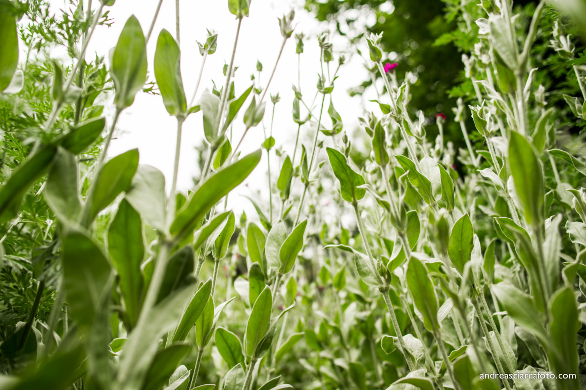 Cultura e alimentazione in orto_Picnic 16 maggio a sostegno di Hortus Urbis (Appia Antica, Roma). Contenuti scientifici dott.ssa Nicoletta Paolillo; sostegno e merenda bio di Eu's il buono fatto bene; foto di Andrea Sciarra (wwwandreascirrafoto.com)